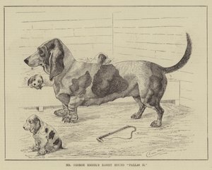 George Krehls Basset Hound Pallas II av Louis Wain