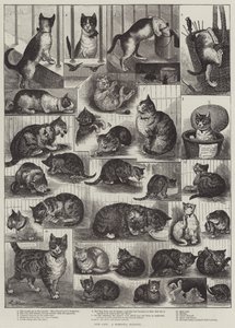 Våra katter, en inhemsk historia av Louis Wain