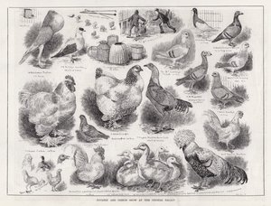 Fjäderfä- och duvutställning på Crystal Palace (gravyr) av Louis Wain