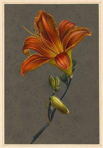 Hemerocallis (Daglilje), 1830 (kroppsfärg på papper med förberedd mark) av Louise DOrleans