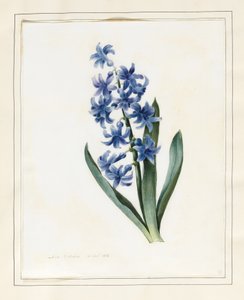 Hyacint, 1826 (wc med lite färg på vellum)