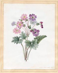 Hybrid Auricula (wc på veläng)