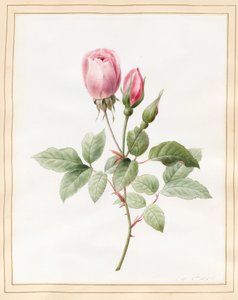 Rosa ros och knoppar, 1826 (wc med lite kroppsfärg på veläng)
