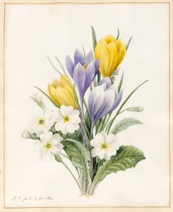 White Primroses and Early Hybrid Crocuses, 1830 (wc med lite kroppsfärg på veläng) av Louise DOrleans