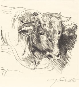 Stierkopf (Head of a Steer) av Lovis Corinth