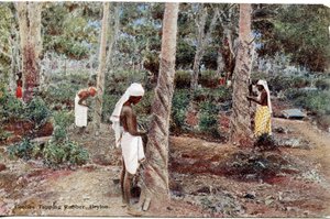 Coolies Tapping Rubber, Ceylon, ca 1900-20 (handfärgat fotografi)