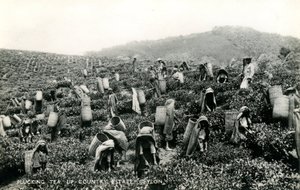 Plockar te, lantgård, Ceylon, ca 1900-1930 (s/v foto)