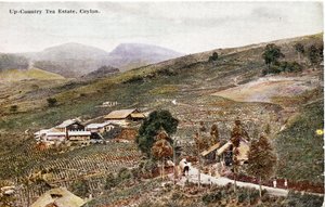 Up-Country Tea Estate, Ceylon, ca 1900-20 (handfärgat fotografi)