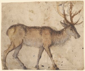 Study of a Stag (recto), c.1520-30 (borste med brun tvätt, förhöjd med vit gouache) av Lucas the Elder Cranach