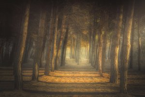 Den gyllene skogsstigen av Ludovico Reale