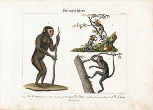 Primater: Orangutang, vanlig marmoset och spindelapa