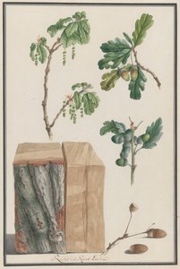 Studier av blommor, frukter och stam av en engelsk ek Quercus robur, 1788. av Ludwig Pfleger