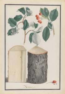 Studier av bladen, blommorna, frukterna och stammen av en vitbjälke Sorbus subgenus Aria, 1788. av Ludwig Pfleger