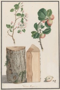 Studier av stammen, blommorna och frukten av ett vilda äppelträd Malus sylvestris, 1788. av Ludwig Pfleger