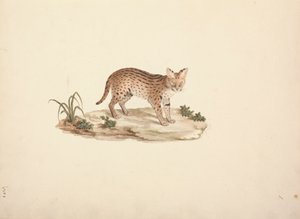 African Wildcat eller Serval