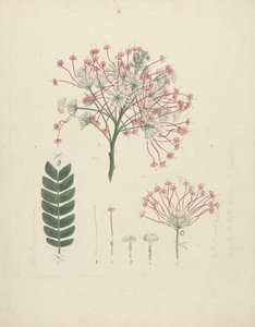 Albizia gummifera (J.F. Gmel.) C.A. Sm. (Gummy Albizia Tree): färdig teckning av blommande skotthuvud, med detaljer om blomställning, buketter och blad av Luigi Balugani