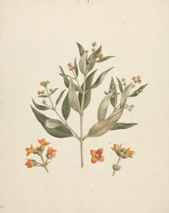 Avicennia marina (Forssk.) Vierh. (White Mangrove): färdig teckning av blommande skott med detaljer om blommor