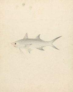 Binney: nummer ett (en fisk) av Luigi Balugani