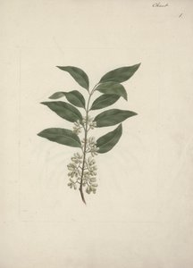 Berättelse Edulis Forsk. (Khat): Färdig ritning av Luigi Balugani