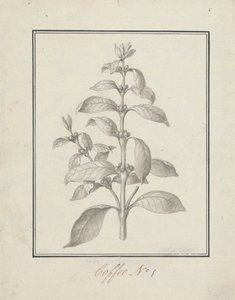 Coffea arabica L. (Arabica Coffee): färdig teckning av lövskott och bär