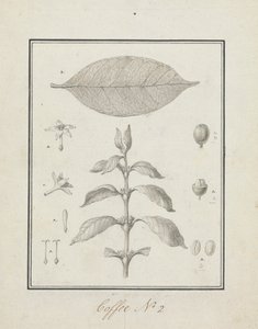 Coffea arabica L. (Arabica Coffee): färdig teckning av lummiga skott, med detaljer om blommor, blad och frukter av Luigi Balugani