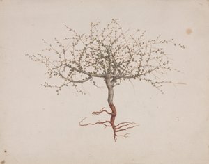 Commiphora gileadensis (L.) C. Chr. (Balm of Gilead, Opobalsam): färdig ritning om trädets vana (med rötter)