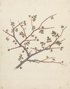 Commiphora gileadensis (L.) C. Chr. (Gileadbalsam, Opobalsam): färdig ritning av fruktgren