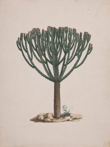 Euphorbia abyssinica J.F. Gmel. (Ethiopian Tree-Spurge): färdig teckning av trädets vana