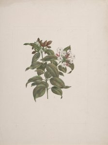Jasminum dichotomum Vahl (afrikansk jasminum): färdig teckning av Luigi Balugani