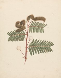 Mimosa pigra (L.): färdig teckning