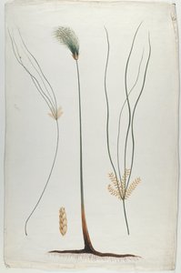 Papyrus (Plant and Root Detail), efter James Abyssinian Bruce (1730-94) (wc över grafit på papper)