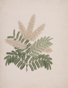 Pterolobium stellatum (Forssk): färdig ritning av Luigi Balugani