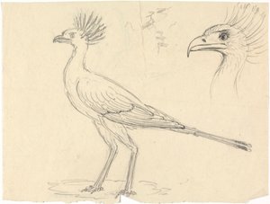 Sekreterare Bird av Luigi Balugani