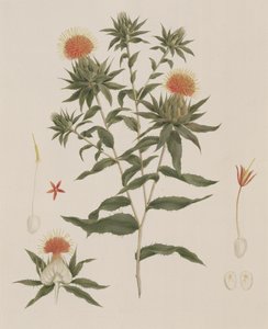 Sussa (Löv, blommor och detaljer) tidigare tillskriven James Bruce (1730-94) (wc över grafit på papper)