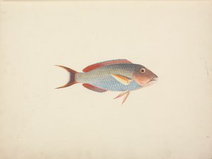 Oidentifierad fisk av Luigi Balugani
