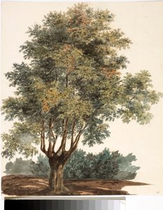 Träd (akvarell, cirka 1825) av Luigi Garibbo