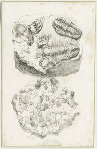 Dudley - Fossiler: litografi, nd [c 1825] (tryck) av Luke Booker