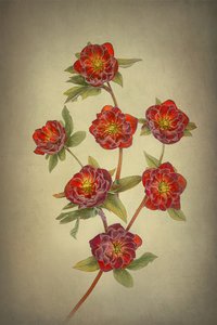 Helleborus med dubbla Queen-blommor