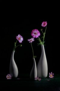 Elegant stilleben med rosenskära av Lydia Jacobs
