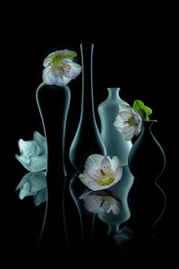 Elegant blomsterglöd av Lydia Jacobs