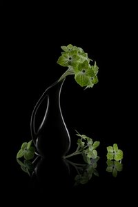 Reflektion av gröna blommor av Lydia Jacobs