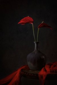 Stämningsfulla röda anthurium av Lydia Jacobs