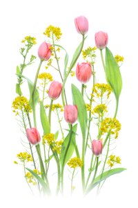 Rosa tulpaner och gula blommor