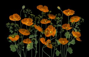 Livfulla orange vallmo av Lydia Jacobs