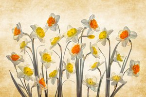 Färgglada vårnarcisser