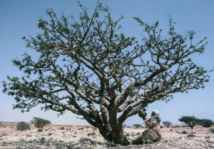 Man som samlar in olibanum från ett Boswellia-träd i Oman.
