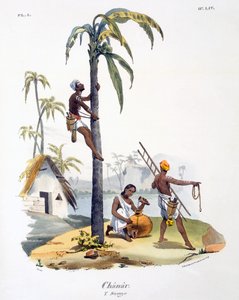 En man från Nadar-kasten som klättrar i en palm, 1827-35