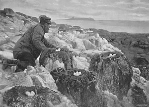 Skarvbon, Farneöarna, c1896