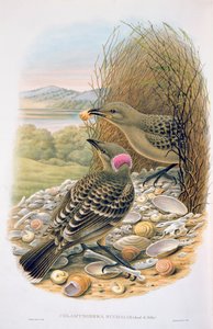 Chlamydera Nuchalis, stor eller stor grå bowerbird