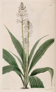 Illustration av Calanthe triplicata (som syn. Calanthe veratrifolia) (växt)